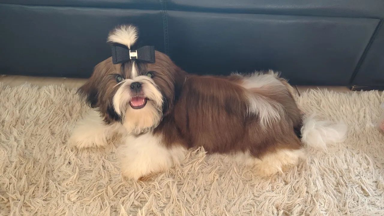 Belíssimo shih tzu  - Foto 5