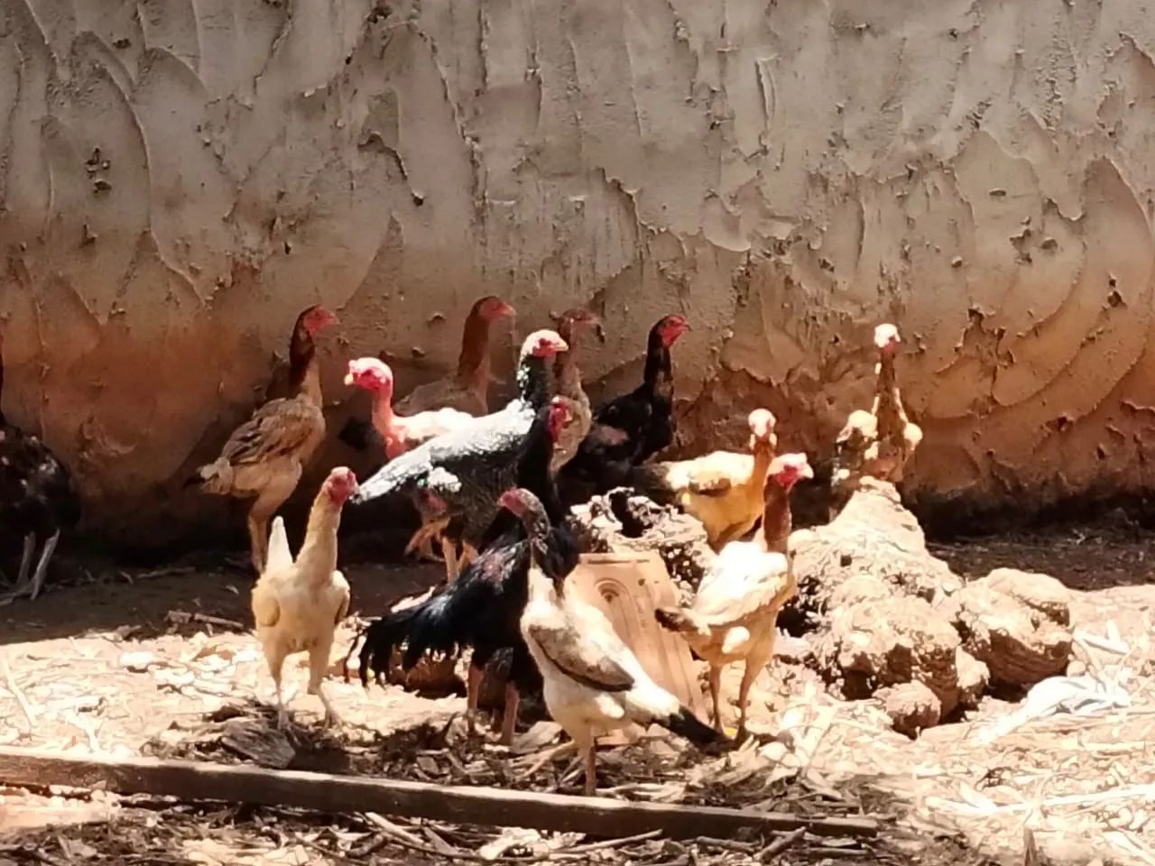 Galinha  - Foto 5