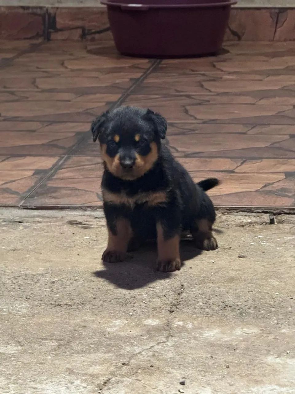 ROTTWEILER CABEÇA DE TOURA - Foto 2