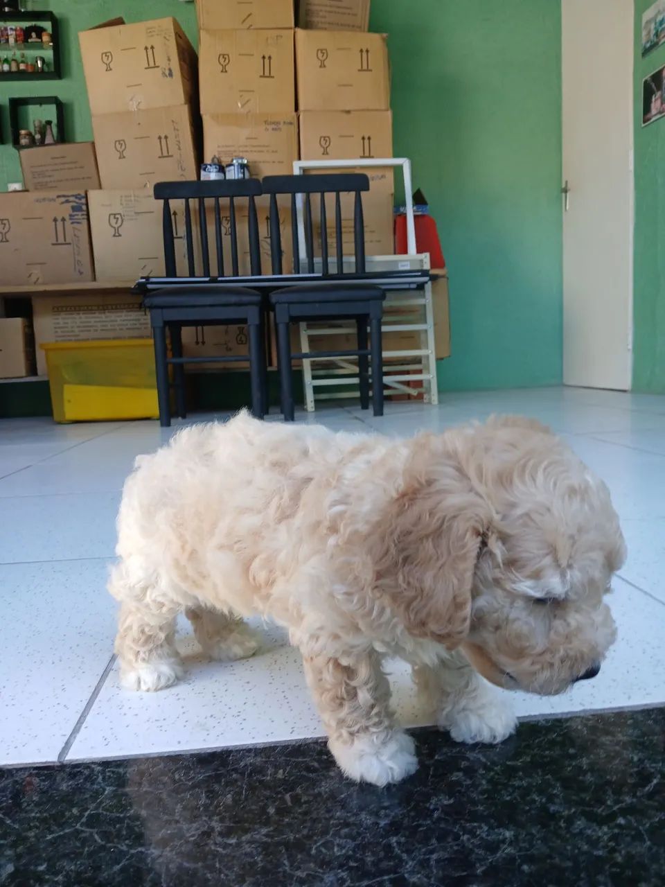 Filhote de poodle toy - Foto 3