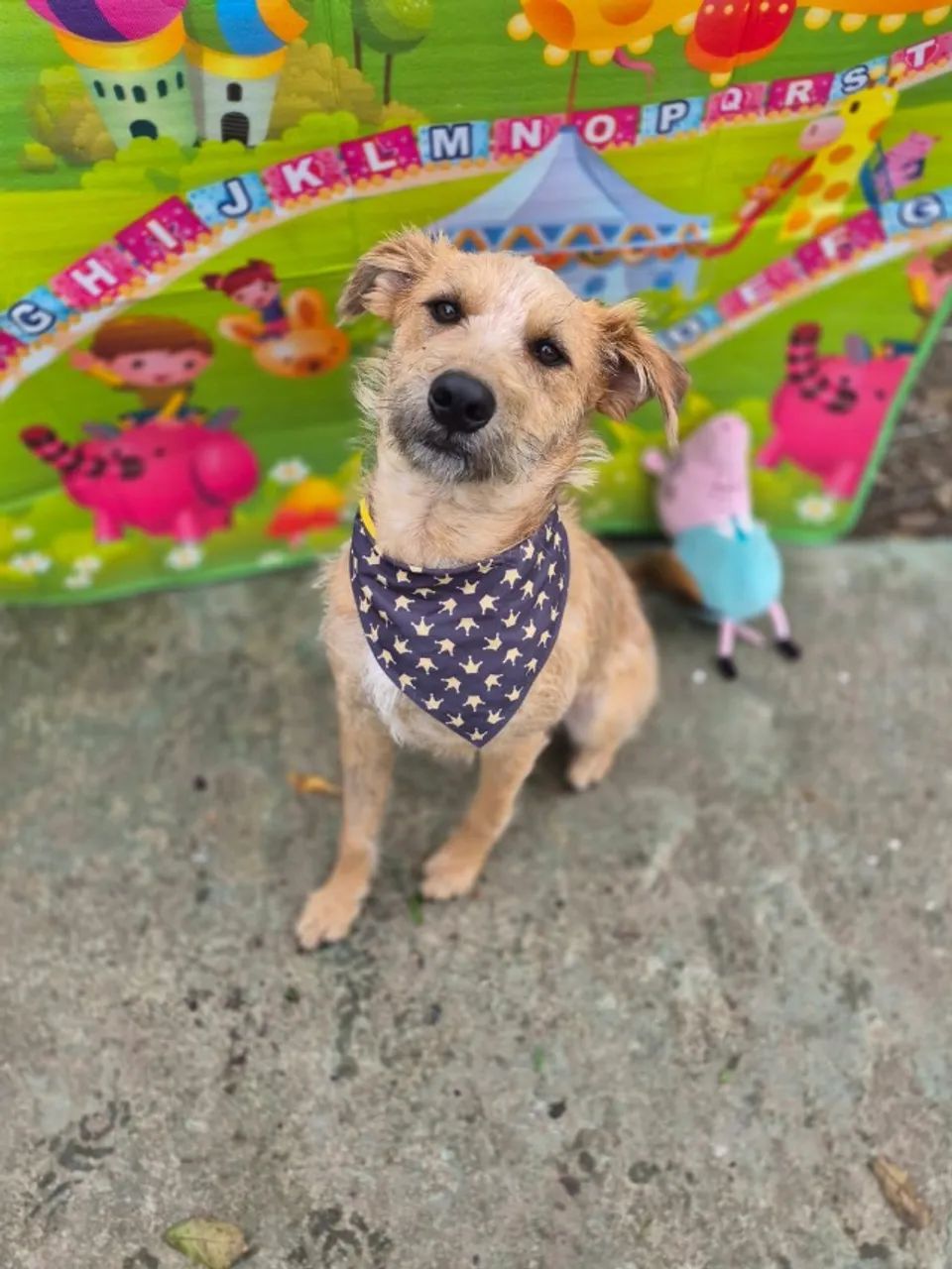 Cão  - Foto 2