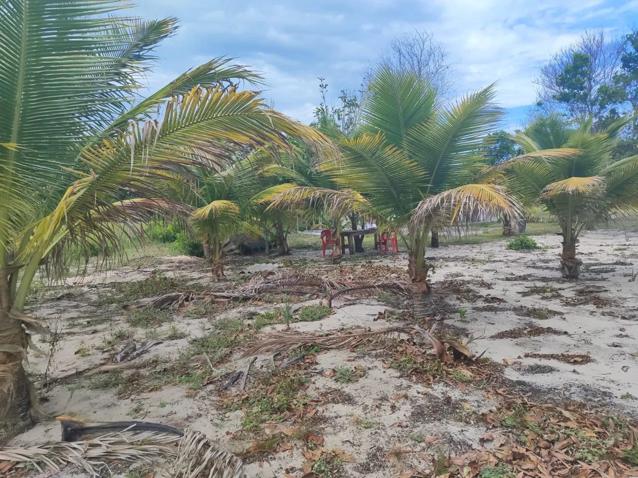Vendo chácara em barra nova sul - Foto 4