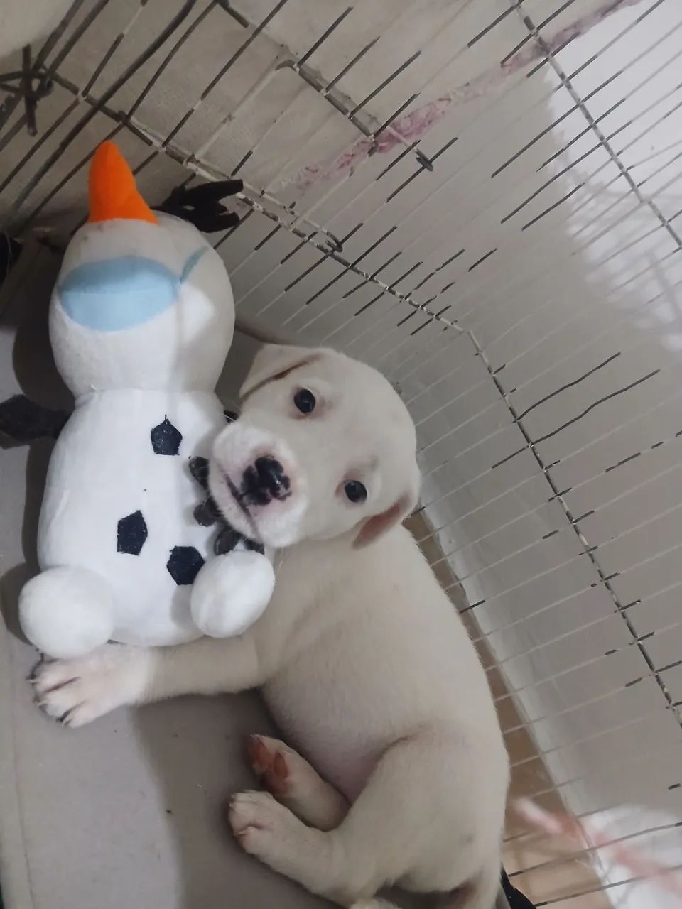 Cachorrinha filhote pra doação
