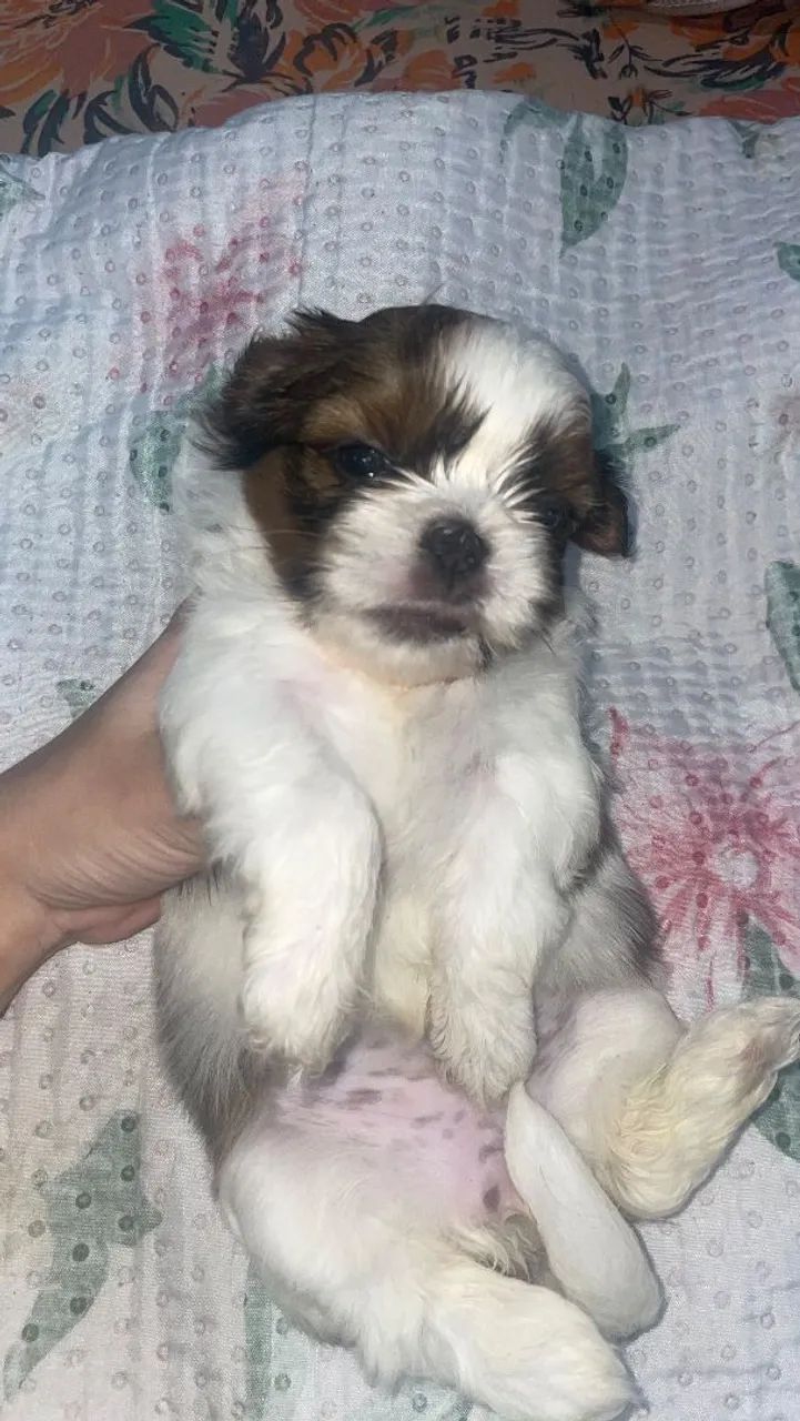 Pet - Foto 2