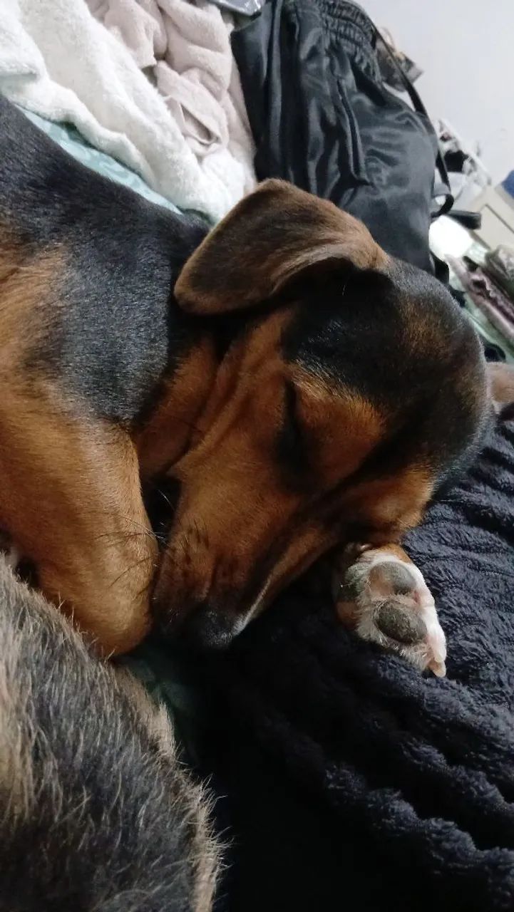 Doando cachorrinha  - Foto 4