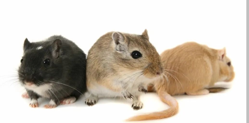 Esquilo da Mongólia (Gerbil)430187345725378563
