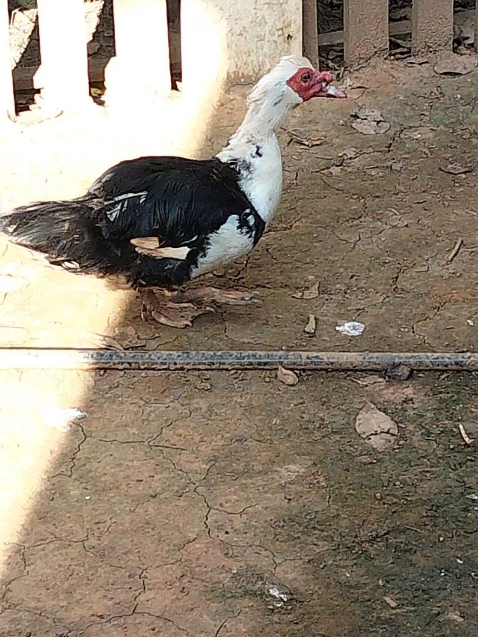 Pato - Foto 3