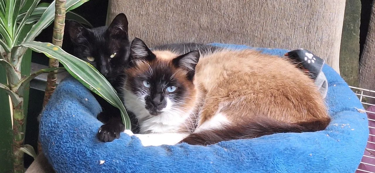 Gatos 