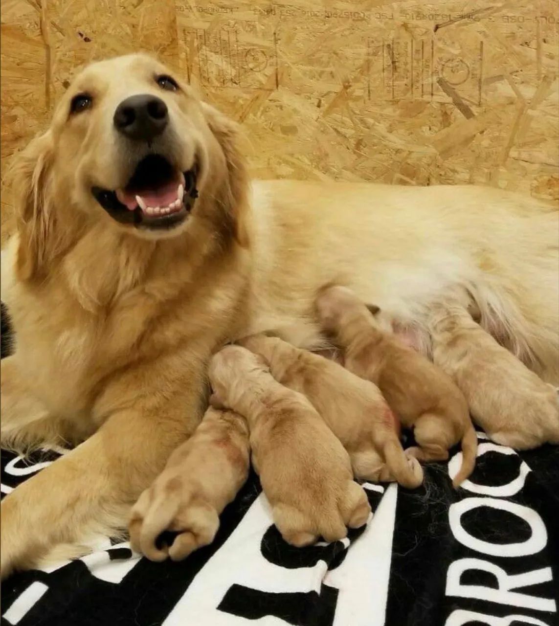 Venda cachorro 
