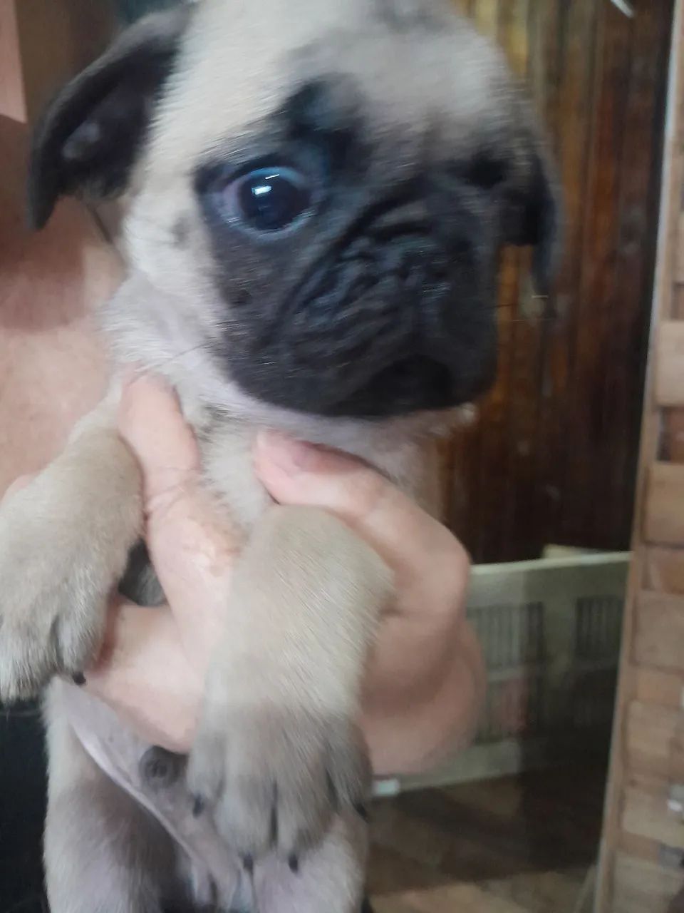 Filhote de pug macho  - Foto 3