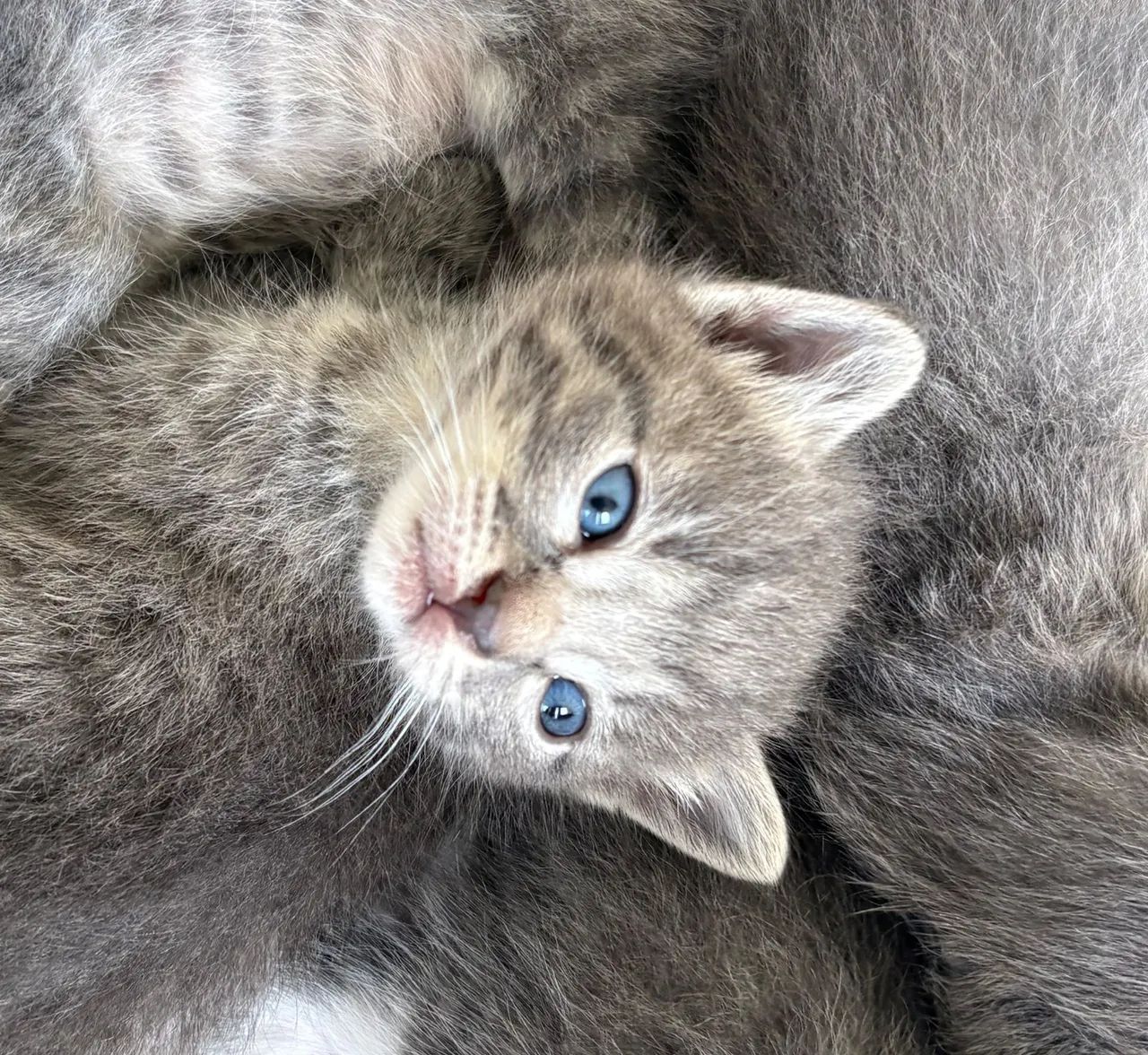ADOTE UM GATINHO  - Foto 4