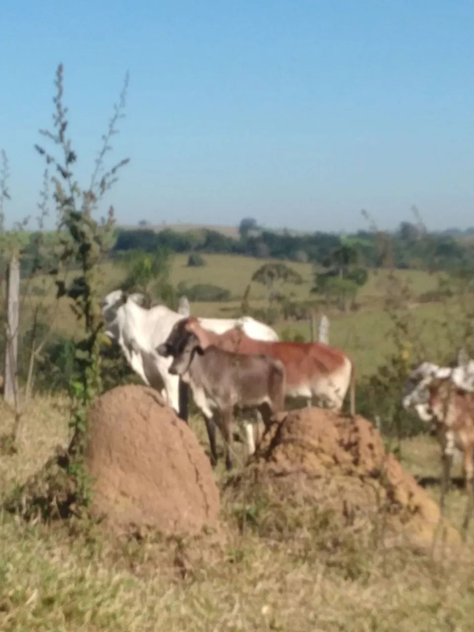 Bezerra anelorada