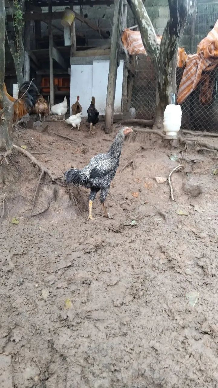 Frango  caipira  - Foto 2