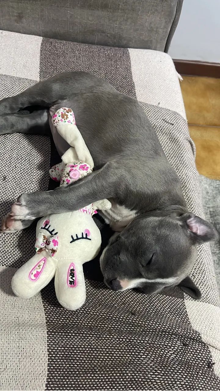 Pitmonster - Foto 2