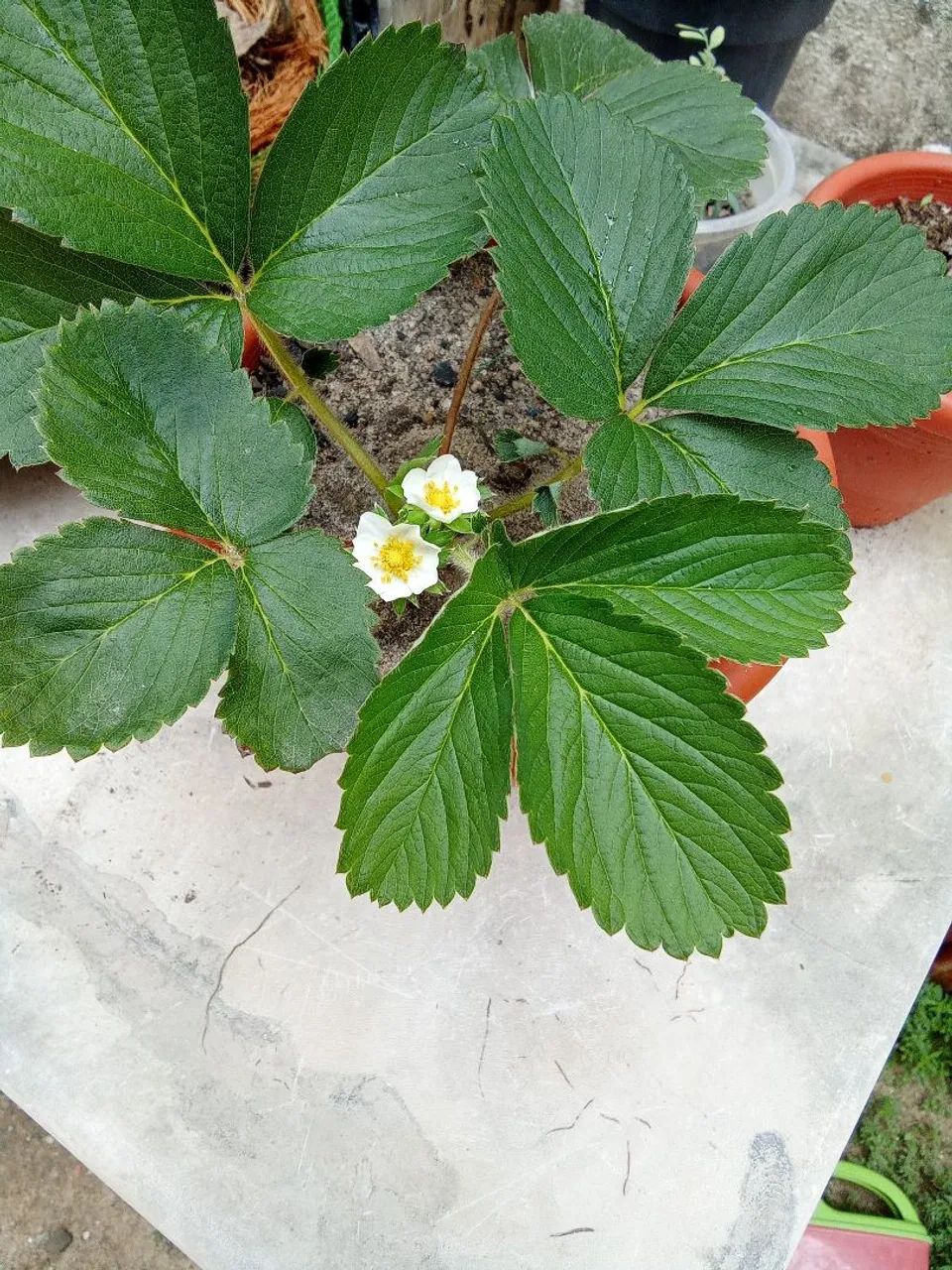 Mudas de morangos - Foto 2
