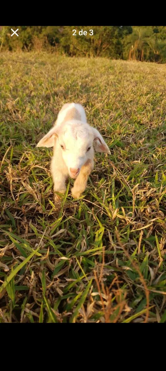 Cabras