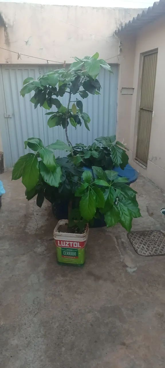 Muda de abacate de enxerto - Foto 2