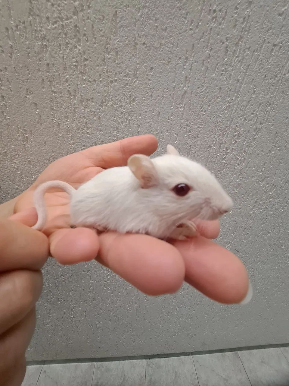 Gerbil- Esquilo da Mongólia lindos - Foto 3