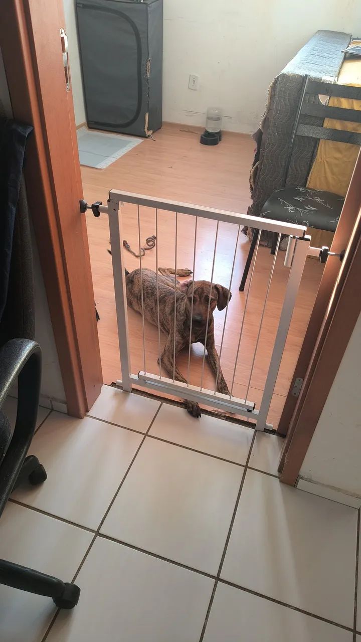 Cadela para doação  - Foto 3