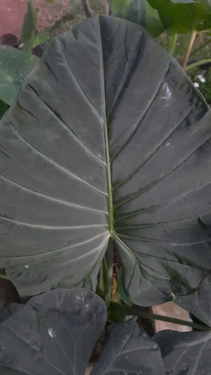 Alocasia regal shields uma muda 