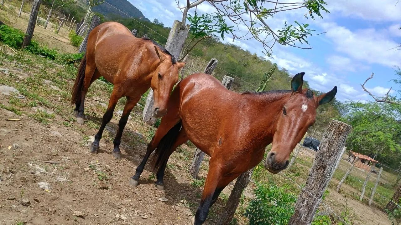 OPORTUNIDADE - POTRO CASTANHO COM PASSADA - Foto 3