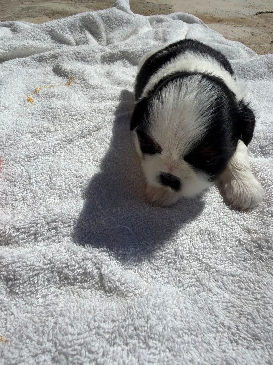 Shitzu  - Foto 3