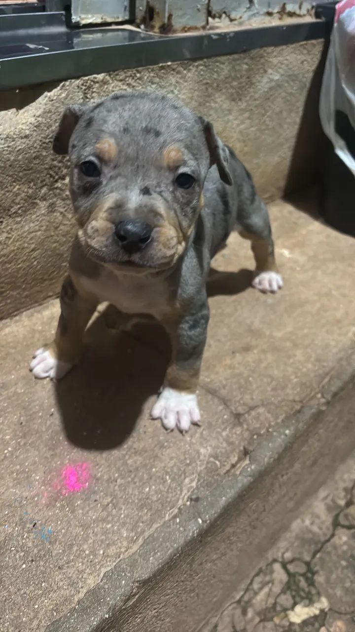 Filhote de Pitbull Merle