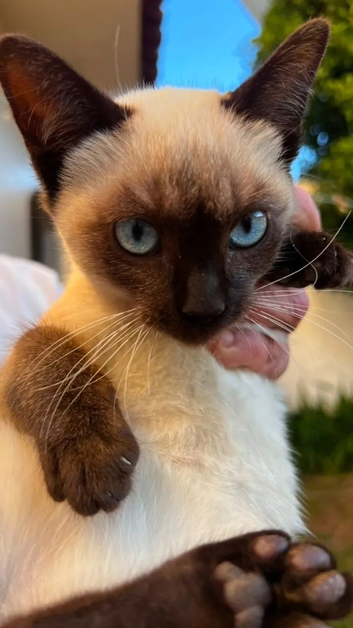 Adoção Gatos filhotes