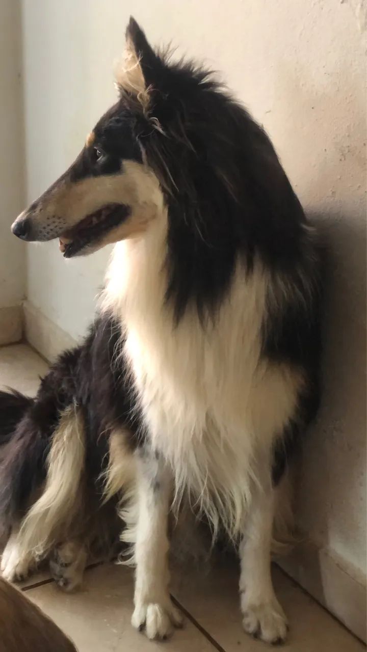 Rough Collie - Foto 5