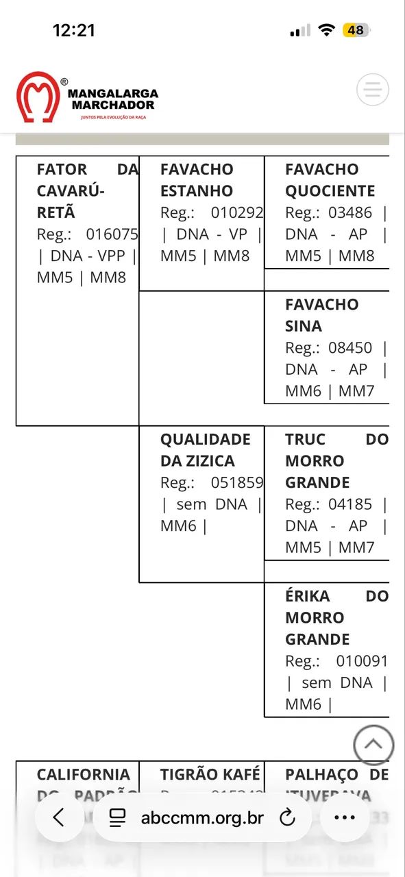 Mangalarga marchador filho do Fator da Cavarú Retã  - Foto 4