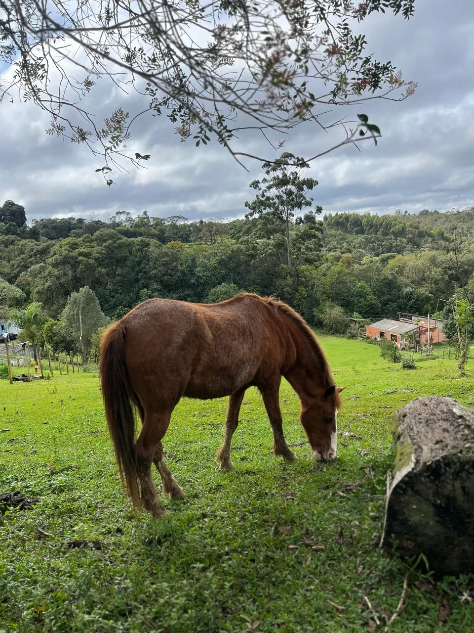 Égua com cela - Foto 2