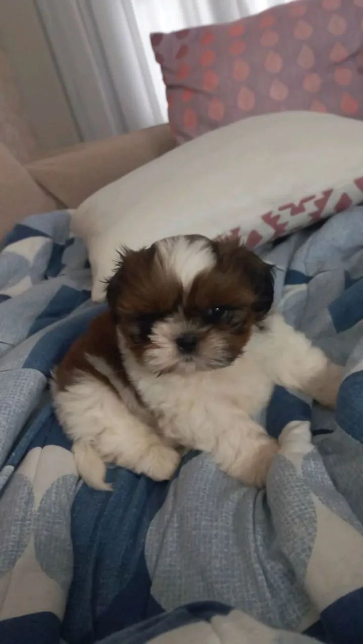 Shih Tzu Filhotes com acompanhamento e dedicação