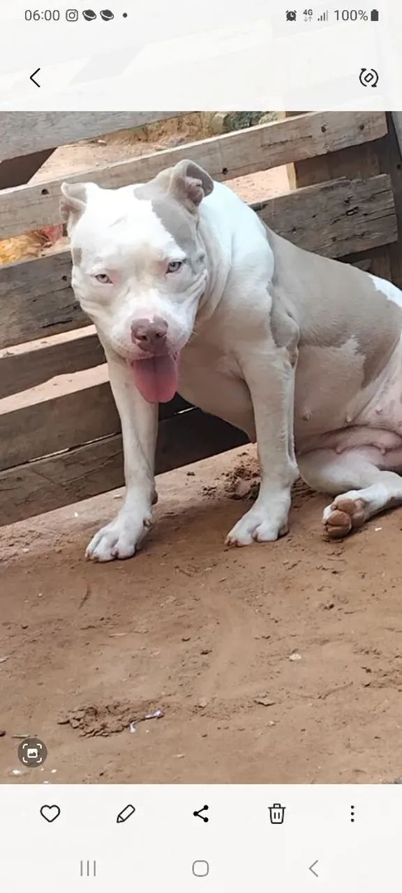 Doa sir essa cadela - Foto 4