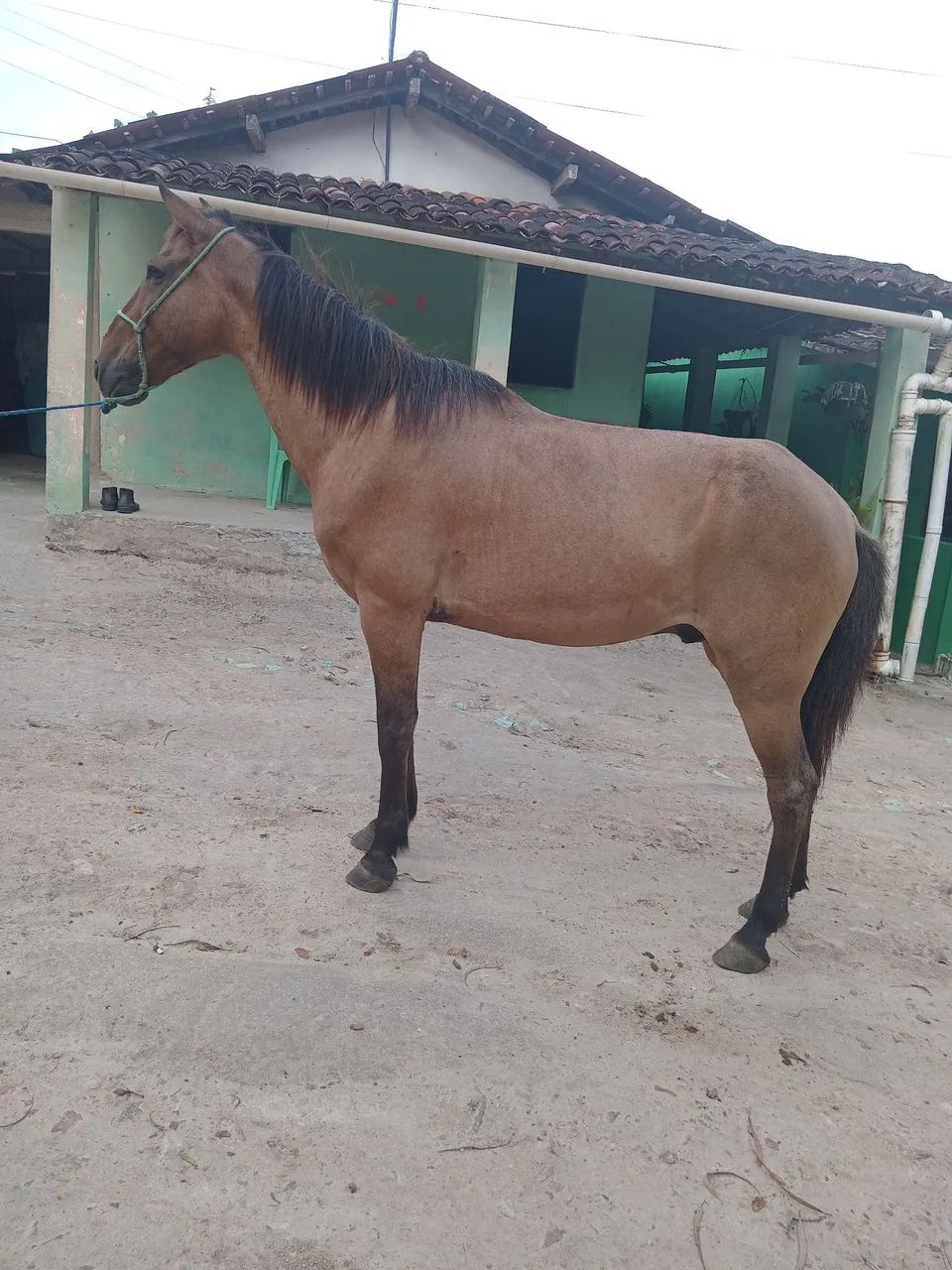 Vendo e troco cavalo manga larga de marcha picada 