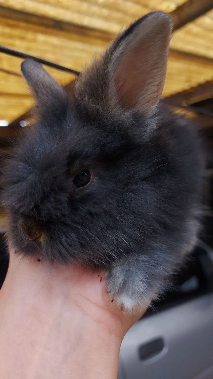 Últimos 5 Mini Lionhead disponíveis em Curitiba - Foto 2