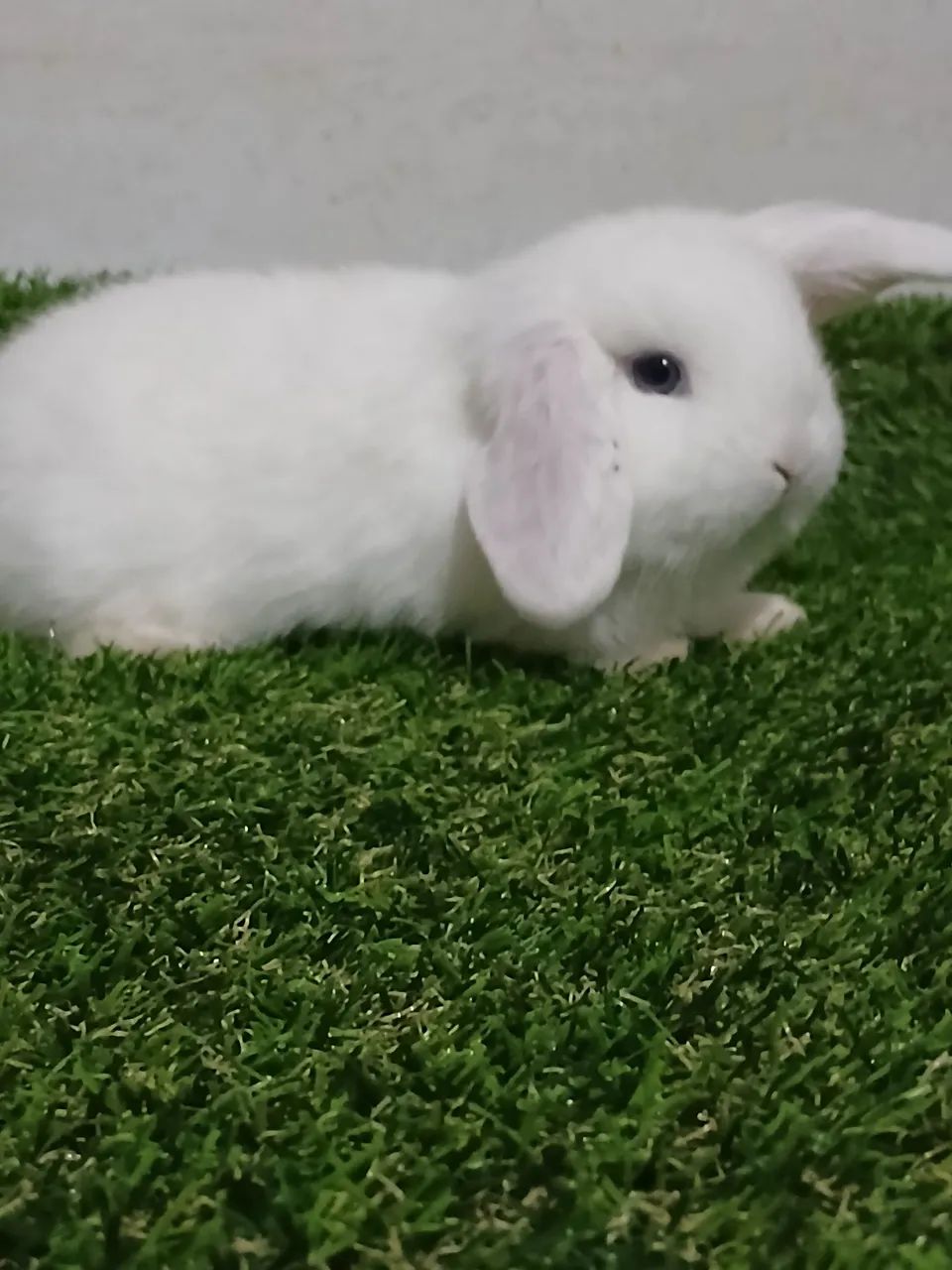 Disponível para venda  - Foto 4
