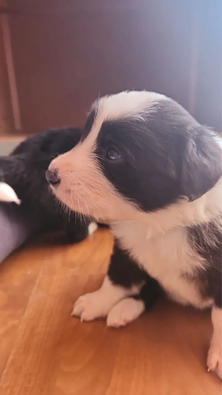 Border Collie - Foto 2