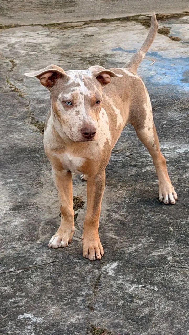 Filhotes Disponível  - Foto 3