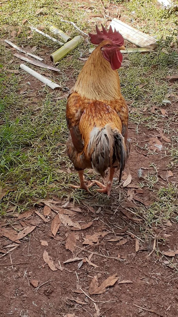 Vendo  - Foto 4