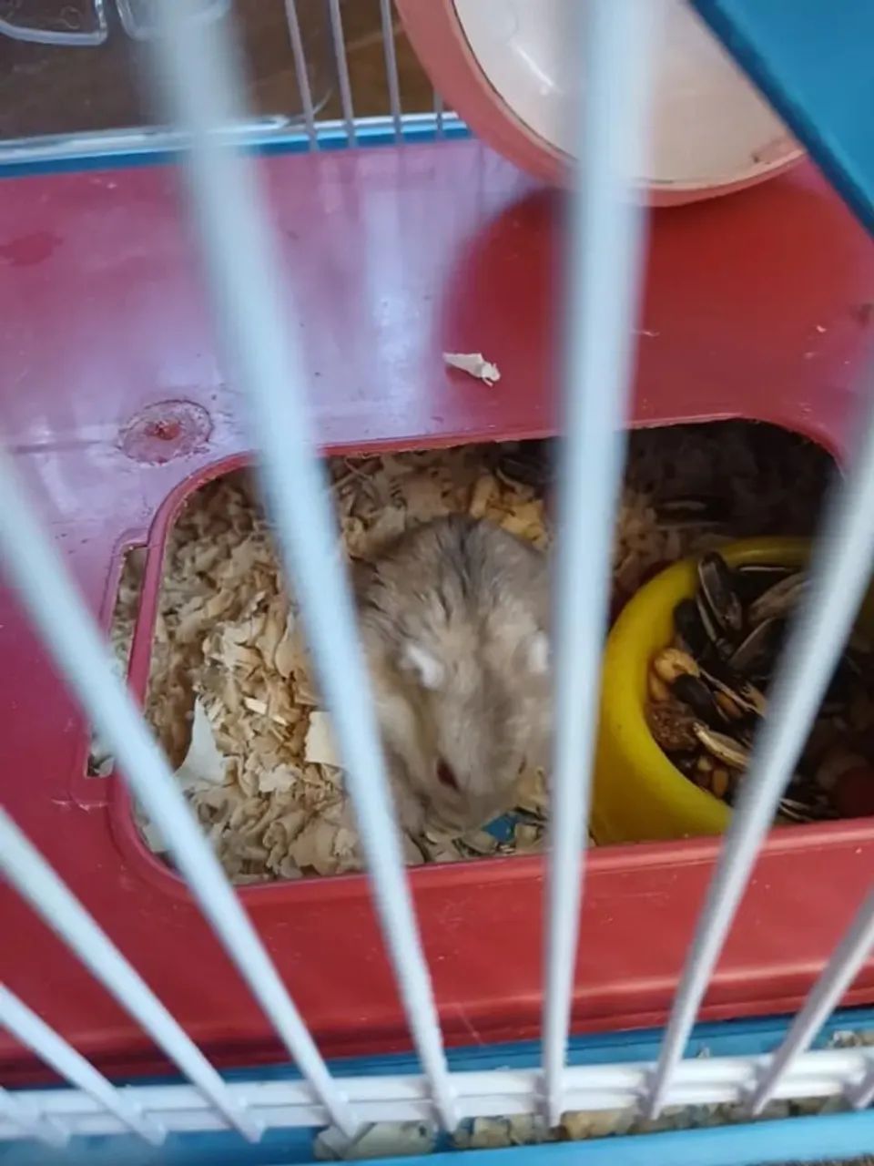 Vende-se hamster  - Foto 2
