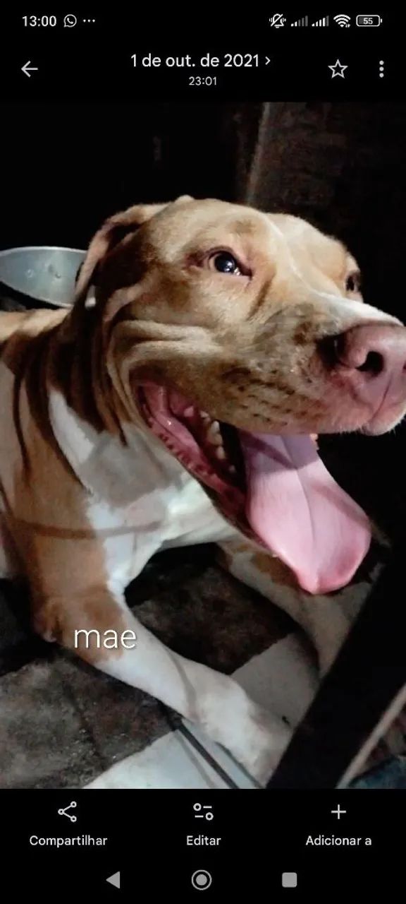 Filhotes de Pit Bull 