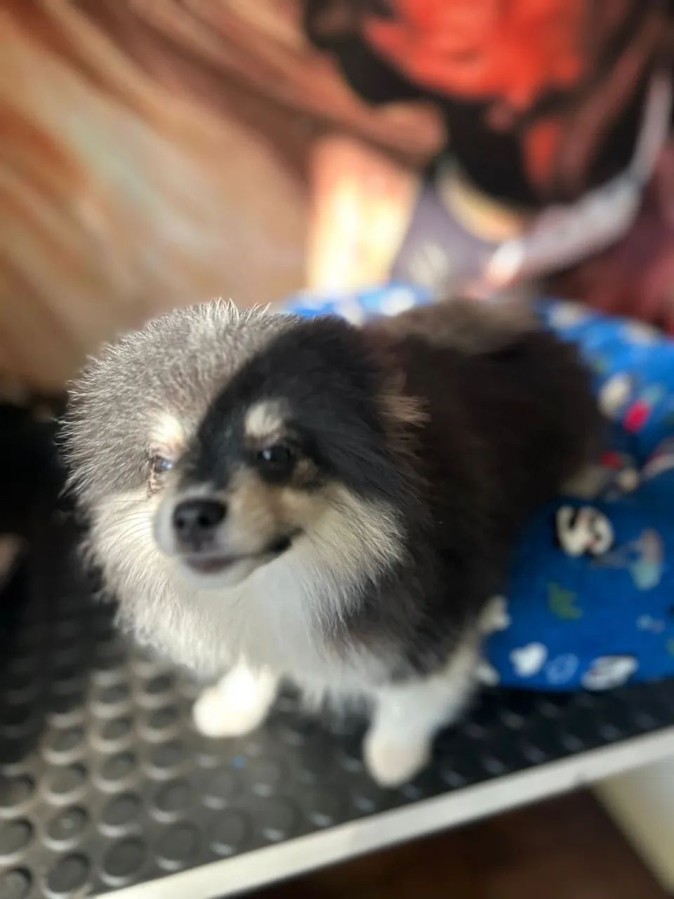 Spitz - Foto 4