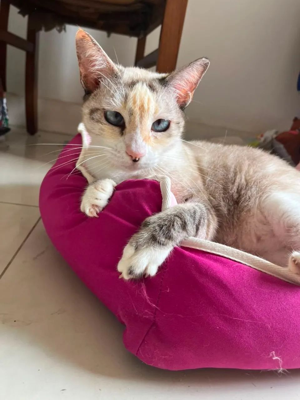 Gatas para Adoção Responsável  - Foto 3