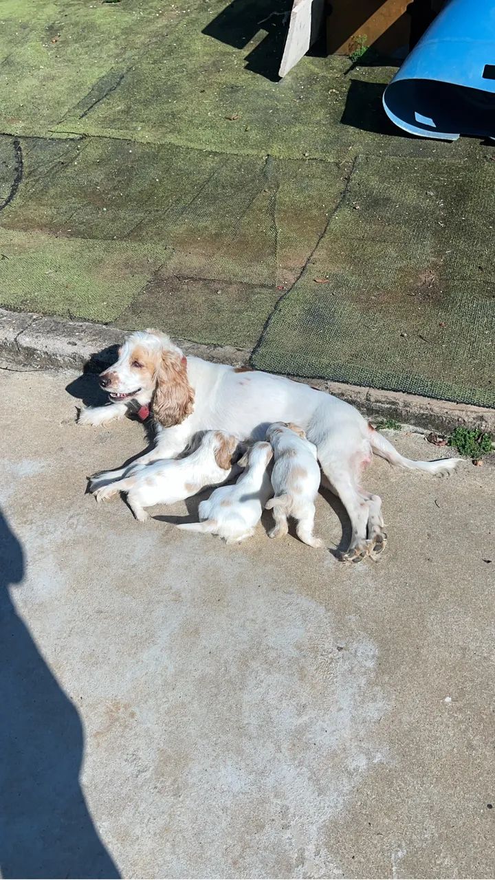 Coker spaniel - Foto 4