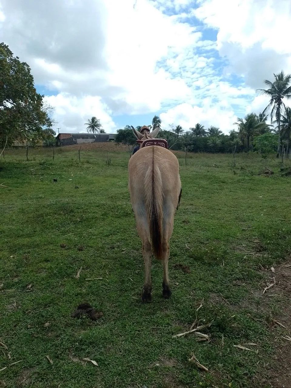 Burra Topada - Foto 4