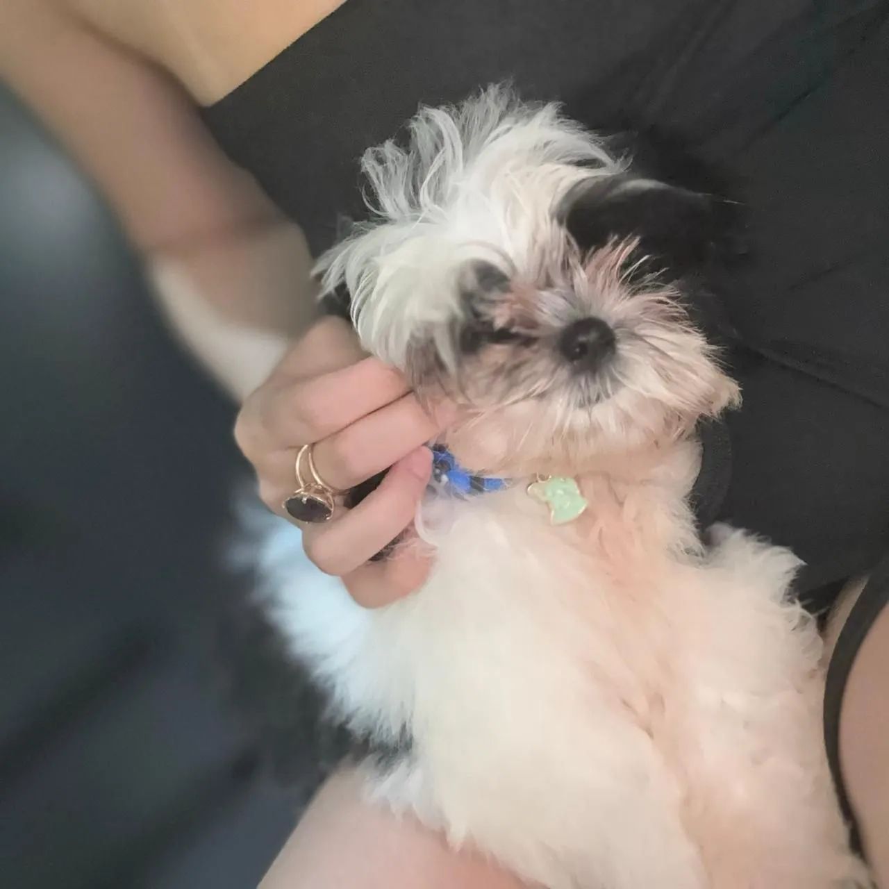 SHIH TZU - Foto 3