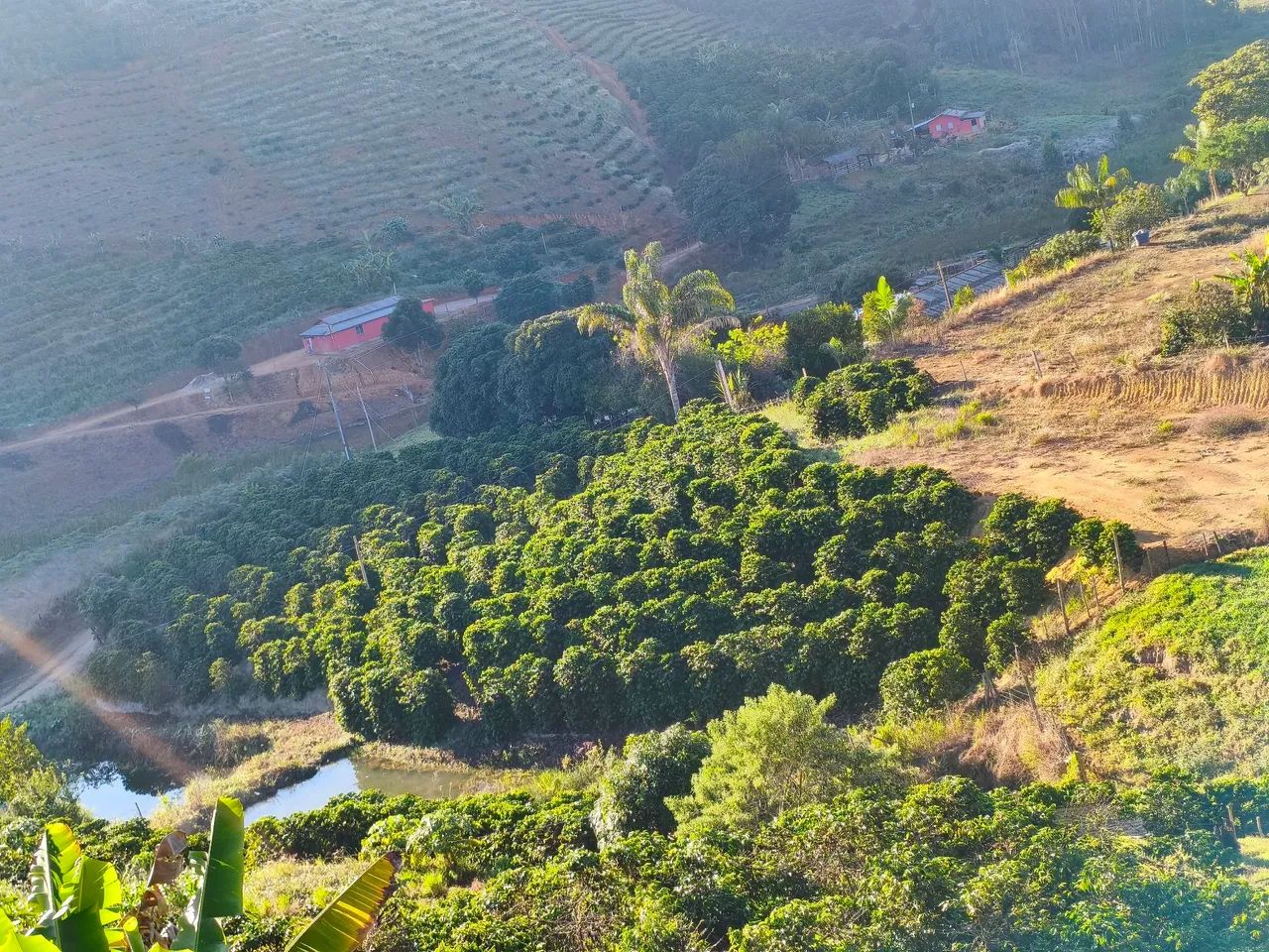 Chácara com café 
