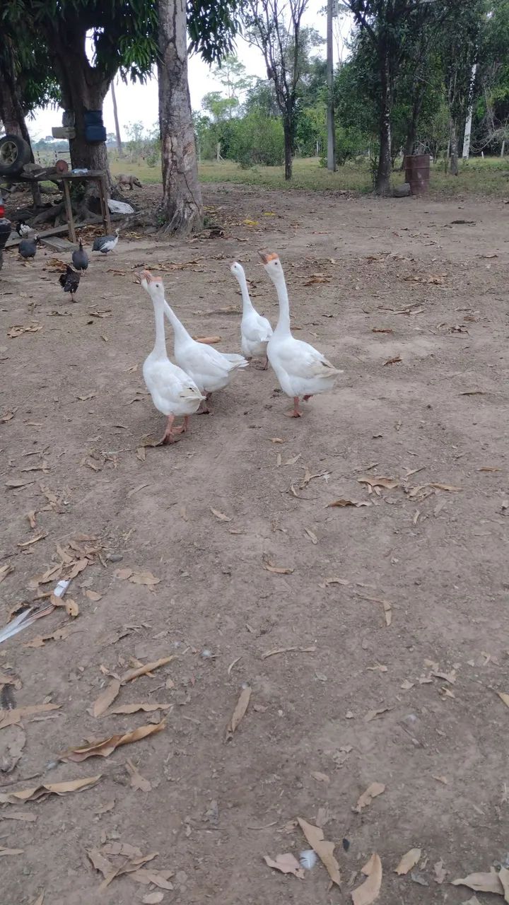 Gansos macho