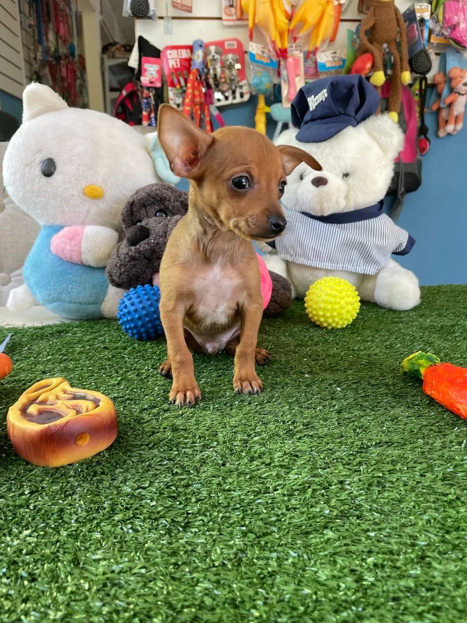 Pinscher macho miniatura $1.500,00