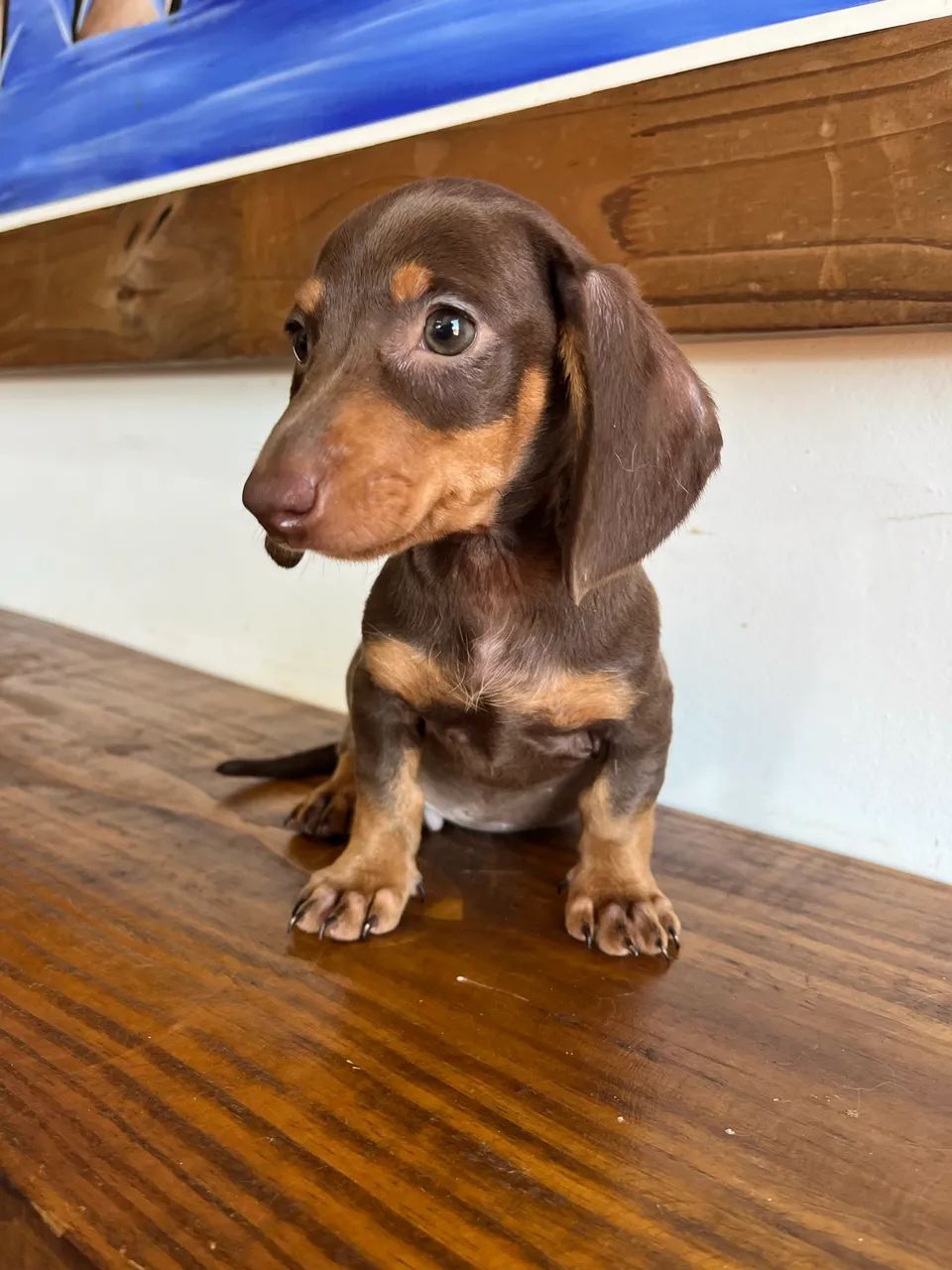 Dachshund miniatura macho - Foto 5